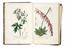  Pellegrini Raimondo : Antosofia o scienza de' fiori: trattata anatomicamente, fisiologicamente e patologicamente [...] con figure diligentemente colorite...  - Asta Libri, autografi e manoscritti - Libreria Antiquaria Gonnelli - Casa d'Aste - Gonnelli Casa d'Aste
