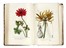  Pellegrini Raimondo : Antosofia o scienza de' fiori: trattata anatomicamente, fisiologicamente e patologicamente [...] con figure diligentemente colorite...  - Asta Libri, autografi e manoscritti - Libreria Antiquaria Gonnelli - Casa d'Aste - Gonnelli Casa d'Aste