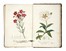  Pellegrini Raimondo : Antosofia o scienza de' fiori: trattata anatomicamente, fisiologicamente e patologicamente [...] con figure diligentemente colorite...  - Asta Libri, autografi e manoscritti - Libreria Antiquaria Gonnelli - Casa d'Aste - Gonnelli Casa d'Aste