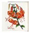  Mordant de Launay Jean Claude Mien : Herbier general de l'amateur, contenant la description, l'histoire, les proprietes et la culture des vegetaux utiles et agreable [...] Tome premier [-huiti�me]. Botanica, Figurato, Scienze naturali, Collezionismo e Bibliografia  Jean Louis Auguste Loiseleur-Deslongchamps, Pancrace Bessa  (Parigi, 1772 - �couen, 1846)  - Auction Books, Autographs and Manuscripts - Libreria Antiquaria Gonnelli - Casa d'Aste - Gonnelli Casa d'Aste