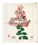  Mordant de Launay Jean Claude Mien : Herbier general de l'amateur, contenant la description, l'histoire, les proprietes et la culture des vegetaux utiles et agreable [...] Tome premier [-huiti�me]. Botanica, Figurato, Scienze naturali, Collezionismo e Bibliografia  Jean Louis Auguste Loiseleur-Deslongchamps, Pancrace Bessa  (Parigi, 1772 - �couen, 1846)  - Auction Books, Autographs and Manuscripts - Libreria Antiquaria Gonnelli - Casa d'Aste - Gonnelli Casa d'Aste