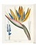  Mordant de Launay Jean Claude Mien : Herbier general de l'amateur, contenant la description, l'histoire, les proprietes et la culture des vegetaux utiles et agreable [...] Tome premier [-huiti�me]. Botanica, Figurato, Scienze naturali, Collezionismo e Bibliografia  Jean Louis Auguste Loiseleur-Deslongchamps, Pancrace Bessa  (Parigi, 1772 - �couen, 1846)  - Auction Books, Autographs and Manuscripts - Libreria Antiquaria Gonnelli - Casa d'Aste - Gonnelli Casa d'Aste