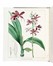  Mordant de Launay Jean Claude Mien : Herbier general de l'amateur, contenant la description, l'histoire, les proprietes et la culture des vegetaux utiles et agreable [...] Tome premier [-huiti�me]. Botanica, Figurato, Scienze naturali, Collezionismo e Bibliografia  Jean Louis Auguste Loiseleur-Deslongchamps, Pancrace Bessa  (Parigi, 1772 - �couen, 1846)  - Auction Books, Autographs and Manuscripts - Libreria Antiquaria Gonnelli - Casa d'Aste - Gonnelli Casa d'Aste
