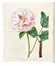  Mordant de Launay Jean Claude Mien : Herbier general de l'amateur, contenant la description, l'histoire, les proprietes et la culture des vegetaux utiles et agreable [...] Tome premier [-huiti�me]. Botanica, Figurato, Scienze naturali, Collezionismo e Bibliografia  Jean Louis Auguste Loiseleur-Deslongchamps, Pancrace Bessa  (Parigi, 1772 - �couen, 1846)  - Auction Books, Autographs and Manuscripts - Libreria Antiquaria Gonnelli - Casa d'Aste - Gonnelli Casa d'Aste