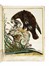  Maddalena Bouchard  (attiva a Roma 1772-1793 ca., ) : Recueil de Cent-trente-trois oiseaux, des plus belles especes, grav�s sur 87 planches et color�s d'apr�s nature par d'habiles maitres.  - Auction Old Masters, Modern and Contemporary Art - Libreria Antiquaria Gonnelli - Casa d'Aste - Gonnelli Casa d'Aste