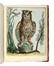  Maddalena Bouchard  (attiva a Roma 1772-1793 ca., ) : Recueil de Cent-trente-trois oiseaux, des plus belles especes, grav�s sur 87 planches et color�s d'apr�s nature par d'habiles maitres.  - Auction Old Masters, Modern and Contemporary Art - Libreria Antiquaria Gonnelli - Casa d'Aste - Gonnelli Casa d'Aste