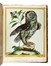  Maddalena Bouchard  (attiva a Roma 1772-1793 ca., ) : Recueil de Cent-trente-trois oiseaux, des plus belles especes, grav�s sur 87 planches et color�s d'apr�s nature par d'habiles maitres.  - Auction Old Masters, Modern and Contemporary Art - Libreria Antiquaria Gonnelli - Casa d'Aste - Gonnelli Casa d'Aste