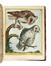  Maddalena Bouchard  (attiva a Roma 1772-1793 ca., ) : Recueil de Cent-trente-trois oiseaux, des plus belles especes, grav�s sur 87 planches et color�s d'apr�s nature par d'habiles maitres.  - Auction Old Masters, Modern and Contemporary Art - Libreria Antiquaria Gonnelli - Casa d'Aste - Gonnelli Casa d'Aste