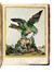  Maddalena Bouchard  (attiva a Roma 1772-1793 ca., ) : Recueil de Cent-trente-trois oiseaux, des plus belles especes, grav�s sur 87 planches et color�s d'apr�s nature par d'habiles maitres.  - Auction Old Masters, Modern and Contemporary Art - Libreria Antiquaria Gonnelli - Casa d'Aste - Gonnelli Casa d'Aste