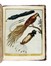  Maddalena Bouchard  (attiva a Roma 1772-1793 ca., ) : Recueil de Cent-trente-trois oiseaux, des plus belles especes, grav�s sur 87 planches et color�s d'apr�s nature par d'habiles maitres.  - Auction Old Masters, Modern and Contemporary Art - Libreria Antiquaria Gonnelli - Casa d'Aste - Gonnelli Casa d'Aste
