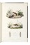  D�midoff Anatole : Voyage dans la Russie Meridionale et la Crim�e par la Hongrie la Valachie et la Moldavie... Geografia e viaggi  Denis-Auguste-Marie Raffet  (Parigi,, 1804 - Genova,, 1860)  - Auction Books, Autographs and Manuscripts - Libreria Antiquaria Gonnelli - Casa d'Aste - Gonnelli Casa d'Aste