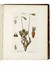  Hedwig Johann : Species Muscorum Frondosorum... Opus Posthumum editum a Friderico Schwaegrichen... Botanica  - Auction Books, Autographs and Manuscripts - Libreria Antiquaria Gonnelli - Casa d'Aste - Gonnelli Casa d'Aste