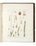  Hedwig Johann : Species Muscorum Frondosorum... Opus Posthumum editum a Friderico Schwaegrichen... Botanica  - Auction Books, Autographs and Manuscripts - Libreria Antiquaria Gonnelli - Casa d'Aste - Gonnelli Casa d'Aste