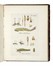  Hedwig Johann : Species Muscorum Frondosorum... Opus Posthumum editum a Friderico Schwaegrichen... Botanica  - Auction Books, Autographs and Manuscripts - Libreria Antiquaria Gonnelli - Casa d'Aste - Gonnelli Casa d'Aste