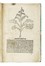 [Herbarius Latinus]. Incipit tractatus de virtutibus herbarum. Botanica  - Auction Books, Autographs and Manuscripts - Libreria Antiquaria Gonnelli - Casa d'Aste - Gonnelli Casa d'Aste
