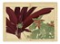  Tanigami Konan  (Prefettura di Hyogo, 1879 - 1928) : Cinque tavole da Seiyo Soka Zufu (fiori estivi).  - Asta Arte Antica, Moderna e Contemporanea [parte I] - Libreria Antiquaria Gonnelli - Casa d'Aste - Gonnelli Casa d'Aste