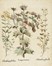  Basilius Besler  (Norimberga, 1561 - 1629) : Helianthemum flore luteo, Eringium marinum, Helianthemum flore albo / Aquilegia flore pleno purpureo, Aquilegia stellata flore violaceo, Aquilegia flore pleno incarnato.  - Auction Arte Antica, Moderna e Contemporanea [parte I] - Libreria Antiquaria Gonnelli - Casa d'Aste - Gonnelli Casa d'Aste