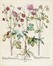  Basilius Besler  (Norimberga, 1561 - 1629) : Helianthemum flore luteo, Eringium marinum, Helianthemum flore albo / Aquilegia flore pleno purpureo, Aquilegia stellata flore violaceo, Aquilegia flore pleno incarnato.  - Auction Arte Antica, Moderna e Contemporanea [parte I] - Libreria Antiquaria Gonnelli - Casa d'Aste - Gonnelli Casa d'Aste