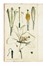  Martyn Thomas : Thirty-eight plates, with explanations... Botanica  - Auction Libri, Autografi e Manoscritti - Libreria Antiquaria Gonnelli - Casa d'Aste - Gonnelli Casa d'Aste