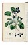  Martyn Thomas : Thirty-eight plates, with explanations... Botanica  - Auction Libri, Autografi e Manoscritti - Libreria Antiquaria Gonnelli - Casa d'Aste - Gonnelli Casa d'Aste
