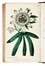  Martyn Thomas : Thirty-eight plates, with explanations... Botanica  - Auction Libri, Autografi e Manoscritti - Libreria Antiquaria Gonnelli - Casa d'Aste - Gonnelli Casa d'Aste