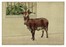  Autori vari : Lotto composto di 25 incisioni a tema animali e scene di caccia.  - Asta Arte Antica, Moderna e Contemporanea - Libreria Antiquaria Gonnelli - Casa d'Aste - Gonnelli Casa d'Aste