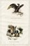  Autori vari : Lotto composto di 25 incisioni a tema animali e scene di caccia.  - Asta Arte Antica, Moderna e Contemporanea - Libreria Antiquaria Gonnelli - Casa d'Aste - Gonnelli Casa d'Aste