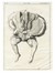 Dodici tavole da Memorie di Matematica e Fisica della Societ� Italiana [delle Scienze].  - Asta Arte Antica, Moderna e Contemporanea - Libreria Antiquaria Gonnelli - Casa d'Aste - Gonnelli Casa d'Aste
