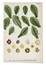  Autori vari : Lotto composto di 13 incisioni a tema botanico.  - Asta Arte Antica, Moderna e Contemporanea - Libreria Antiquaria Gonnelli - Casa d'Aste - Gonnelli Casa d'Aste