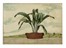 Autori vari : Lotto composto di 13 incisioni a tema botanico.  - Asta Arte Antica, Moderna e Contemporanea - Libreria Antiquaria Gonnelli - Casa d'Aste - Gonnelli Casa d'Aste