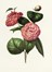  Autori vari : Lotto composto di 13 incisioni a tema botanico.  - Asta Arte Antica, Moderna e Contemporanea - Libreria Antiquaria Gonnelli - Casa d'Aste - Gonnelli Casa d'Aste