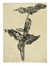  Autori vari : Lotto composto di 13 incisioni a tema botanico.  - Asta Arte Antica, Moderna e Contemporanea - Libreria Antiquaria Gonnelli - Casa d'Aste - Gonnelli Casa d'Aste