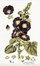  Autori vari : Lotto composto di 13 incisioni a tema botanico.  - Asta Arte Antica, Moderna e Contemporanea - Libreria Antiquaria Gonnelli - Casa d'Aste - Gonnelli Casa d'Aste