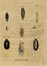  Autori vari : Lotto composto di 8 incisioni a tema molluschi e conchiferi.  - Asta Arte Antica, Moderna e Contemporanea - Libreria Antiquaria Gonnelli - Casa d'Aste - Gonnelli Casa d'Aste