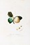  Autori vari : Lotto composto di 7 cromolitografie raffiguranti frutta.  Giorgio Gallesio  (Finalborgo, 1772 - Firenze, 1839), Maxim Gauci  (Valletta, 1774 - London, 1854)  - Auction Arte Antica, Moderna e Contemporanea - Libreria Antiquaria Gonnelli - Casa d'Aste - Gonnelli Casa d'Aste