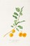  Autori vari : Lotto composto di 7 cromolitografie raffiguranti frutta.  Giorgio Gallesio  (Finalborgo, 1772 - Firenze, 1839), Maxim Gauci  (Valletta, 1774 - London, 1854)  - Auction Arte Antica, Moderna e Contemporanea - Libreria Antiquaria Gonnelli - Casa d'Aste - Gonnelli Casa d'Aste