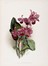  Henri George Moon  (Barnet, 1857 - Saint Albans, 1905) : Lotto composto di 7 cromolitografie raffiguranti orchidee.  - Asta Arte Antica, Moderna e Contemporanea - Libreria Antiquaria Gonnelli - Casa d'Aste - Gonnelli Casa d'Aste