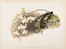  Henri George Moon  (Barnet, 1857 - Saint Albans, 1905) : Lotto composto di 7 cromolitografie raffiguranti orchidee.  - Asta Arte Antica, Moderna e Contemporanea - Libreria Antiquaria Gonnelli - Casa d'Aste - Gonnelli Casa d'Aste