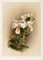  Henri George Moon  (Barnet, 1857 - Saint Albans, 1905) : Lotto composto di 7 cromolitografie raffiguranti orchidee.  - Asta Arte Antica, Moderna e Contemporanea - Libreria Antiquaria Gonnelli - Casa d'Aste - Gonnelli Casa d'Aste