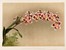  Henri George Moon  (Barnet, 1857 - Saint Albans, 1905) : Lotto composto di 7 cromolitografie raffiguranti orchidee.  - Asta Arte Antica, Moderna e Contemporanea - Libreria Antiquaria Gonnelli - Casa d'Aste - Gonnelli Casa d'Aste
