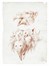  Emilio Lapi  (Firenze, 1822 - 1898) : Lotto composto di 9 disegni a tema mostruoso.  - Asta Arte Antica, Moderna e Contemporanea - Libreria Antiquaria Gonnelli - Casa d'Aste - Gonnelli Casa d'Aste