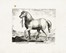  Jan Van der Straet (detto Stradano)  (Bruges, 1523 - Firenze, 1605) [da] : Quindici tavole da Equile, in quo omnis generis generosissimorum equorum ex variis orbis partibus insignis delectus.  - Asta Arte Antica, Moderna e Contemporanea - Libreria Antiquaria Gonnelli - Casa d'Aste - Gonnelli Casa d'Aste