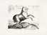  Jan Van der Straet (detto Stradano)  (Bruges, 1523 - Firenze, 1605) [da] : Quindici tavole da Equile, in quo omnis generis generosissimorum equorum ex variis orbis partibus insignis delectus.  - Asta Arte Antica, Moderna e Contemporanea - Libreria Antiquaria Gonnelli - Casa d'Aste - Gonnelli Casa d'Aste