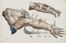  Bourgery Jean Marc : Iconografia d'anatomia chirurgica e di medicina operatoria.  - Asta Libri, Manoscritti e Autografi - Libreria Antiquaria Gonnelli - Casa d'Aste - Gonnelli Casa d'Aste