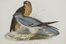  John Gould  (Lyme regis, 1804 - Londra, 1881) : Due tavole da The Birds of Europe.  - Auction Prints and Drawings - Libreria Antiquaria Gonnelli - Casa d'Aste - Gonnelli Casa d'Aste