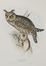  John Gould  (Lyme regis, 1804 - Londra, 1881) : Due tavole da The Birds of Europe.  - Auction Prints and Drawings - Libreria Antiquaria Gonnelli - Casa d'Aste - Gonnelli Casa d'Aste