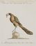  Saverio Manetti  (Brozzi, 1723 - Firenze, 1784) : Quattro tavole ornitologiche.  - Auction Prints and Drawings - Libreria Antiquaria Gonnelli - Casa d'Aste - Gonnelli Casa d'Aste