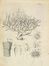  Donati Vitaliano : Essai sur l'histoire naturelle de la mer Adriatique [...] avec une lettre du Docteur Leonard Sesler sur une nouvelle espece de plante terrestre...  Leonard Sesler, Johann Francq van Berkhey (Le)  - Asta Manoscritti, Incunaboli, Autografi e Libri a stampa - Libreria Antiquaria Gonnelli - Casa d'Aste - Gonnelli Casa d'Aste