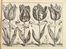  Langlois Franois : Livre de Fleurs ou sont represents touttes sortes de Tulippes, Narcisses, Iris et plusieurs autres fleurs avec diversits d'Oiseaux, Mouches, et Papillons, le tout fait apres le naturel... Botanica  Barthlmy Gaultier, Lonard Gaultier  (Magonza,, 1561 - Parigi,, 1641), Claude Savary  - Auction Manuscripts, Incunabula, Autographs and Printed Books - Libreria Antiquaria Gonnelli - Casa d'Aste - Gonnelli Casa d'Aste