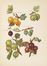  Wright John : The fruit grower's guide - 6 divisions. Botanica, Agricoltura, Scienze naturali, Scienze naturali  - Auction Manuscripts, Incunabula, Autographs and Printed Books - Libreria Antiquaria Gonnelli - Casa d'Aste - Gonnelli Casa d'Aste